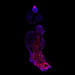 ID4 gene expression in a CS16 human embryonic heart